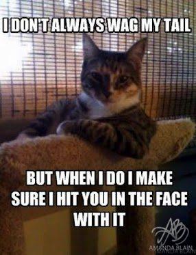 *The Most Interesting Cat In The World Says…*