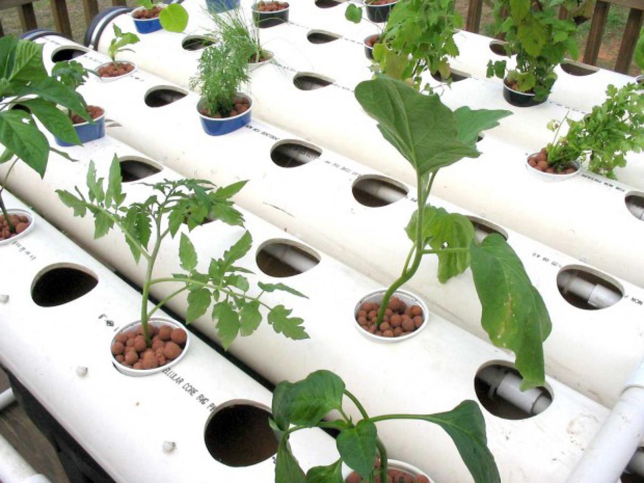 diy hydroponics as a hobby at home 1420596134479