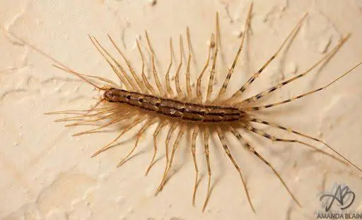 Auggggggggh House Centipede You Scare Me To Death