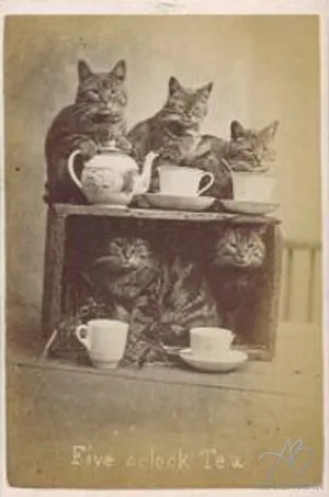 The History Of Caturday